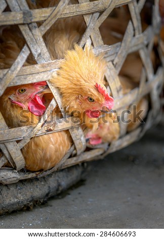 Chickens sitting in the basket waiting for sale on the market - Xingping, China