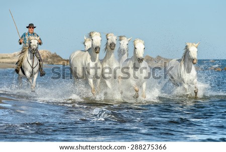 PROVENCE, FRANCE - 07 MAY, 2015: White Camargue Horses run in the swamps nature reserve in Parc Regional de Camargue - Provence, France