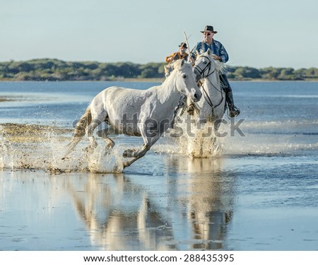 PROVENCE, FRANCE - MAY 07, 2015: Groom shows White Camargue Horse in the swamp nature reserve in Parc Regional de Camargue - Provence, France