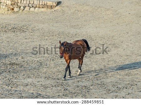 Brown horse walk on the grounds of a horse farm. Cappadocia is a UNESCO World Heritage Site since 1985, Turkey
