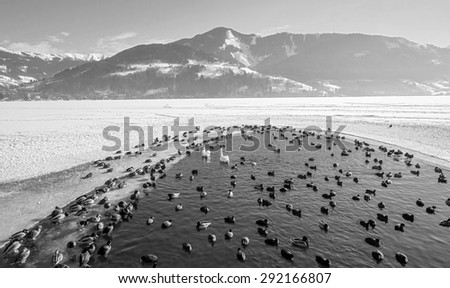 The last stretch of water birds on the lake Zell-am-see - Austria (black and white)