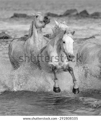 White Camargue Horses running on the beach in Parc Regional de Camargue - Provence, France (black and white)