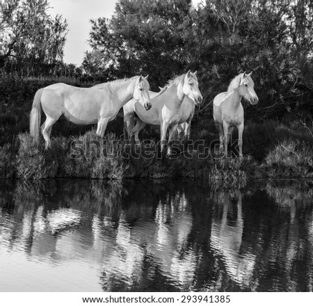 White Camargue Horses standing in the swamps nature reserve in Parc Regional de Camargue - Provence, France (black and white)