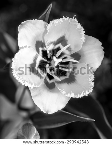 garden yellow tulips flowers (black and white)
