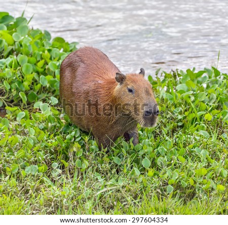 Capybara in the El Cedral - Los Llanos, Venezuela, Latin America