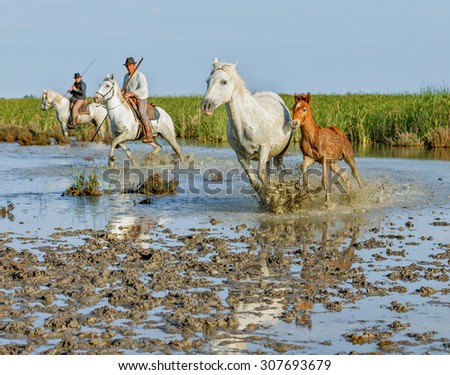 PROVENCE, FRANCE - 07 MAY, 2015: White Camargue Horse with foal run in the swamps nature reserve in Parc Regional de Camargue - Provence, France