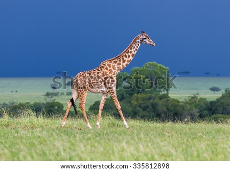 Giraffe on the background of a thundercloud - Kenya, Africa