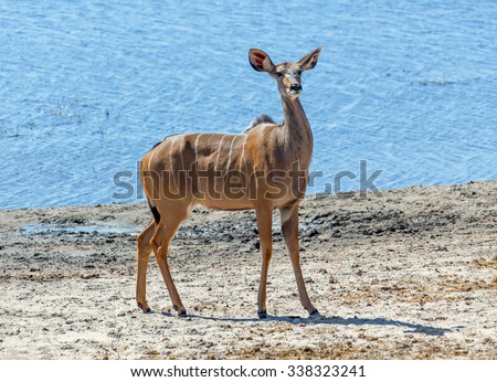 Antelope Kudu (Tragelaphus strepsiceros) in Chobe, South-West Africa