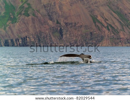 The tail of a whale over water