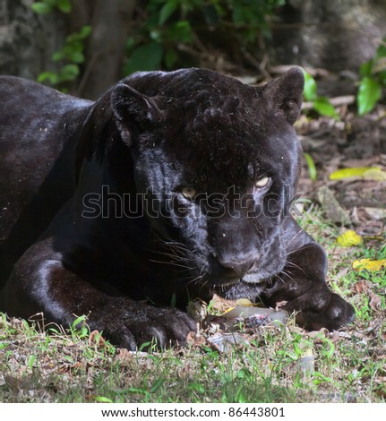Black jaguar in Xcaret zoo - Yucatan, Mexico