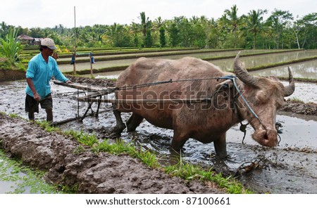 BALI, INDONESIA - JULY 28 : On cultivated land Indonesia occupies the 7th place in the world. The third part of them are irrigated. Field preparation for planting rice on July 28, 2004 in Bali