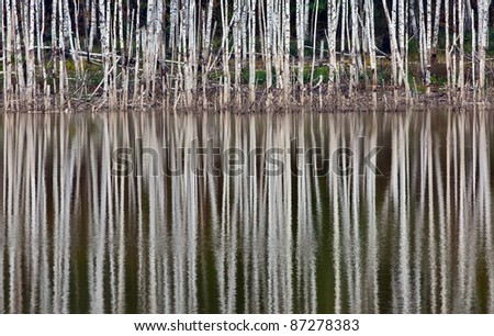 Birch grove on the edge of the pond - Russia