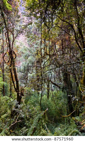 Himalayan Jungle