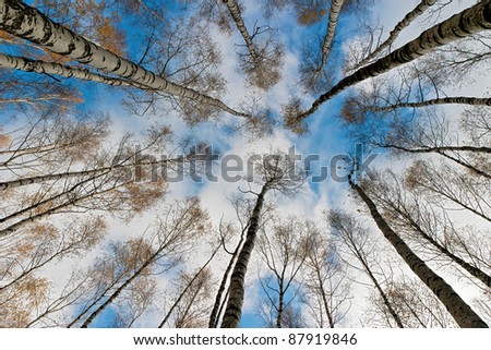 The tops of the birch trees against of the sky
