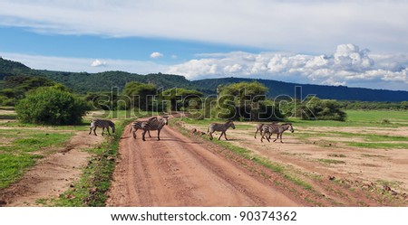 Zebras crossing the road in Lake Manyara National Park - Tanzania