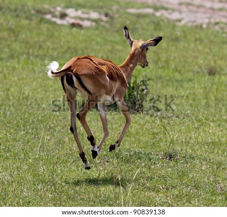 Running antelope impala on the Masai Mara National Reserve - Kenya
