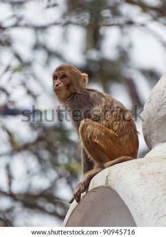 Monkey in Kathmandu sitting in a temple complex in Swayambhunath