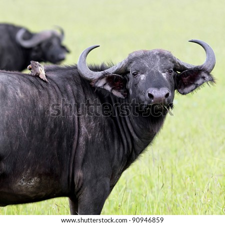 African buffalo with a bird on his back on the Masai Mara National Reserve - Kenya