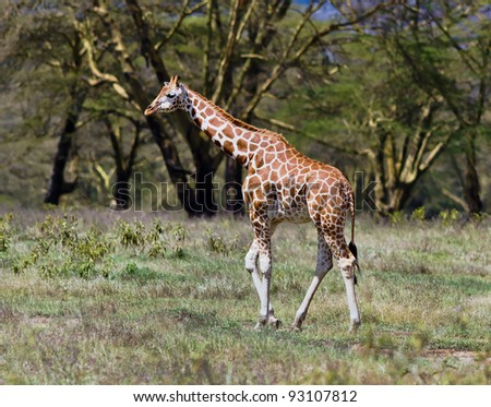 Giraffe on the background of a thundercloud in Lake Nakuru National Park - Kenya, Africa