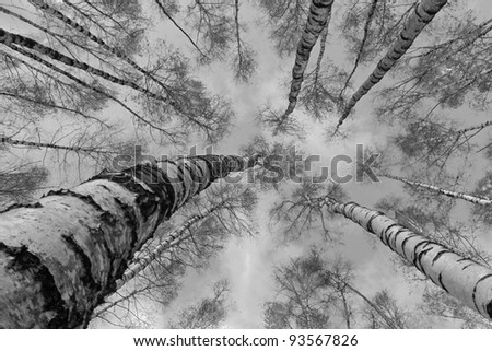The tops of the birch trees against of the sky (black and white) - Russia
