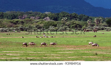 Antelopes gnu and elephants in Lake Manyara National Park - Tanzania