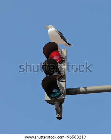The traffic light and resting on him the bird on in front of blue sky - Lisbon, Portugal