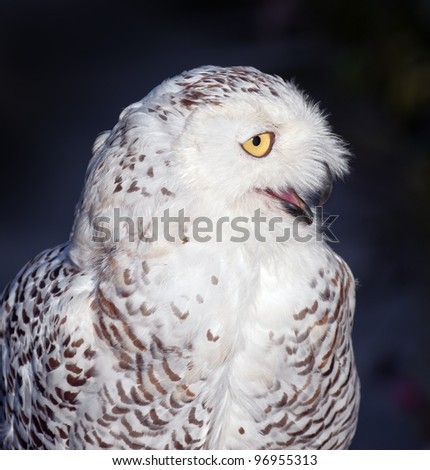 Closeup portrait of a snow owl