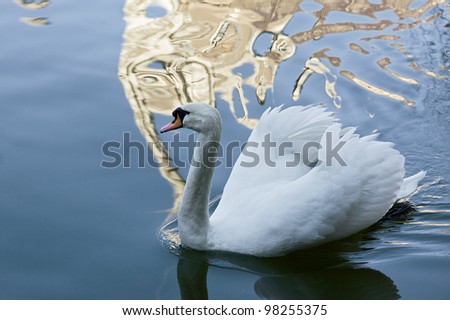 A swan floats in the pond in the park in front of the A Swan floats in the pond in the Park in front of the Bussaco Palace - Portugal