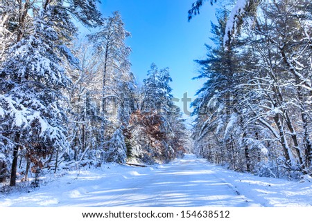 Road with snow cowered trees after snow fall.