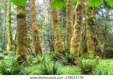 Trees covered in moss in a temperate Hoh Rain Forest, Olympic National Park, Washington, USA