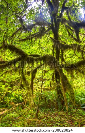 Trees covered in moss in a temperate Hoh Rain Forest, Olympic National Park, Washington, USA