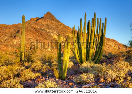 Organ Pipe Cactus at sunrise.