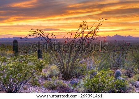 Sonoran Desert catching day\'s last rays.
