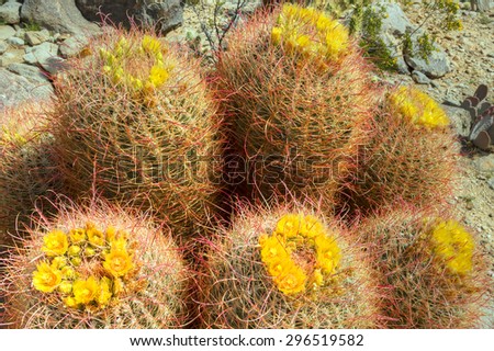 Family of seven Barrel Cacti in desert smiling at the sun.