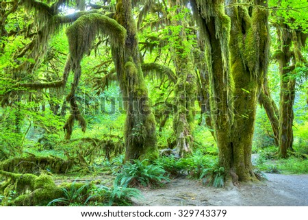 Olympic National Park/Hoh Rainforest.\
The Epic Hall Of Mosses Trail.Trees covered in moss in a temperate Hoh Rain Forest.