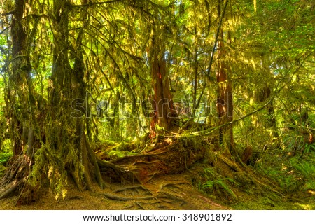 Trees covered in moss in a temperate rain forest. Hoh Rain Forest, Olympic National Park, Washington, USA