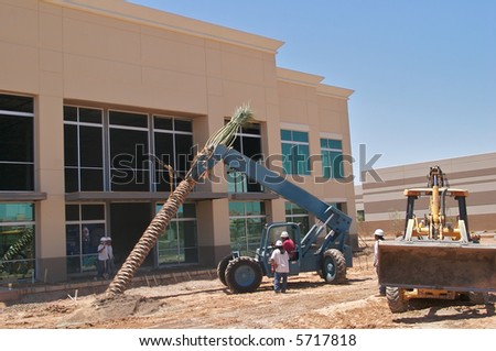 Erecting a palm tree on an office building construction site.