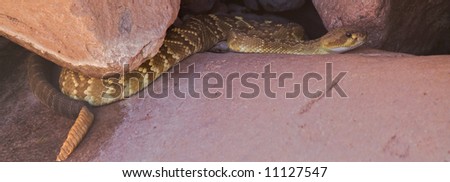 Rattlesnake under rock.