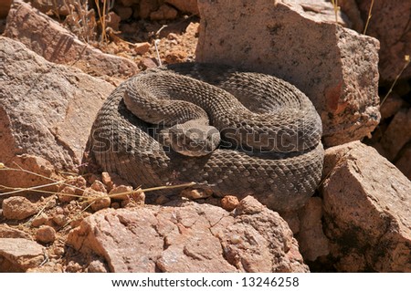 Sleeping Rattlesnake In Sonoran Desert. Stock Photo 132