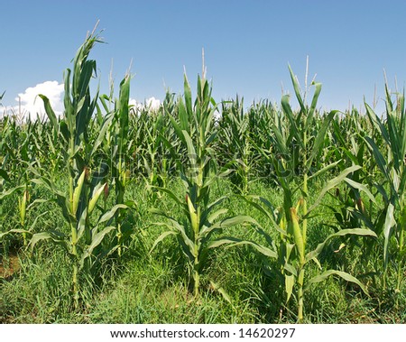 Corn Field With Mature Corn. Stock Photo 14620297 : Shutterstock