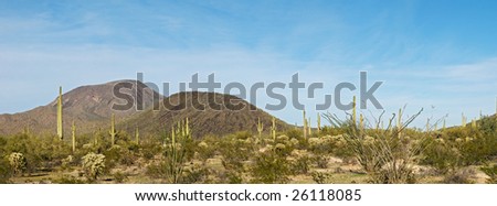 Saguaros and Table Top Mountain in Sonoran Desert.