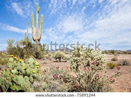 Prickly Pear Cactus, Buckhorn Cholla, and Saguaros in Sonoran Desert.