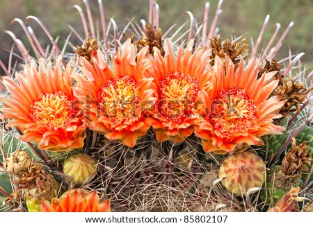 Flowers of Barrel Cactus.