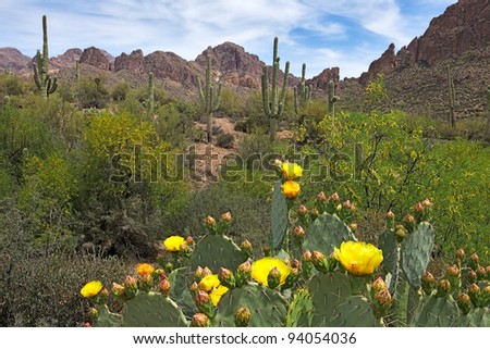 Blooming Prickly Pear Cactus and Saguaros in Hewitt Canyon.