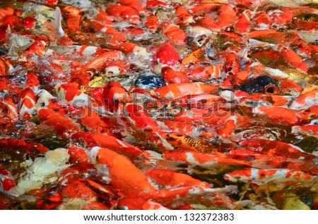 The swimming colorful carps in the  pond