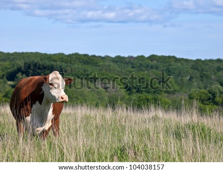 Hereford cow on a hillside