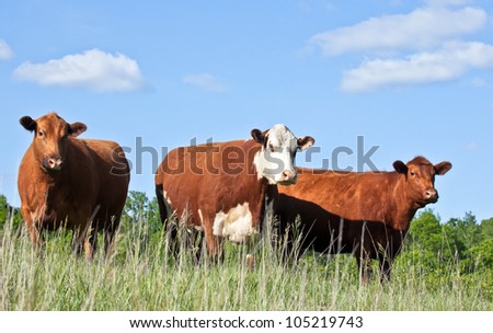 Cattle trio - one red hereford and two red angus cows standing on a hillside