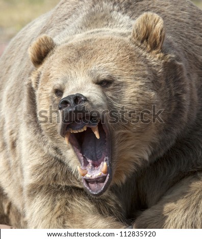 Close up head shot of grizzly bear with mouth open