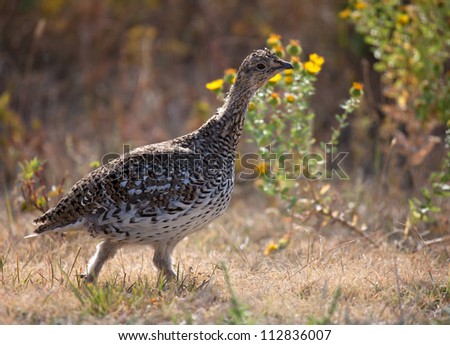Sharp tailed grouse, close up and profiled.  Image taken in Custer State Park, South Dakota