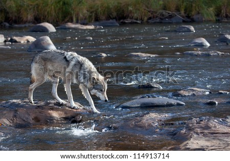 Timber wolf standing on rocks in a flowing river, hunting for food.  Autumn in Minnesota